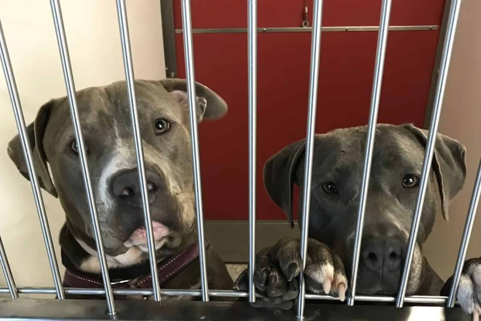 jukebox and agatha together