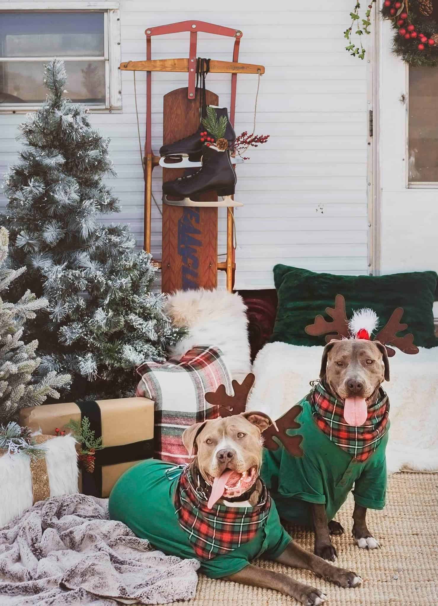 jukebox and agatha's christmas photo