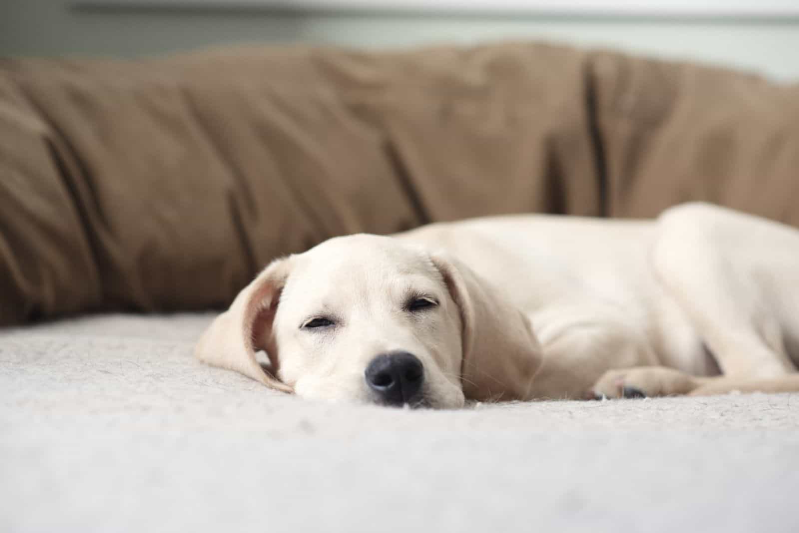labrador puppy sleeping on the bed