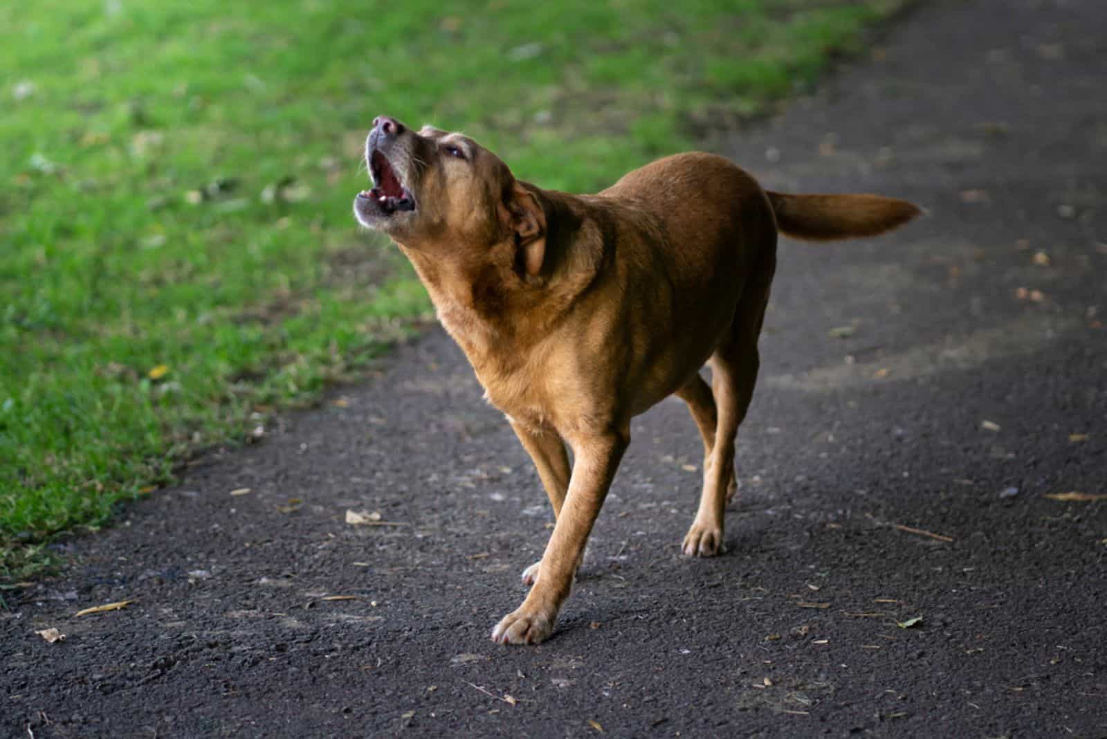 labrador retriever dog howling in the yard
