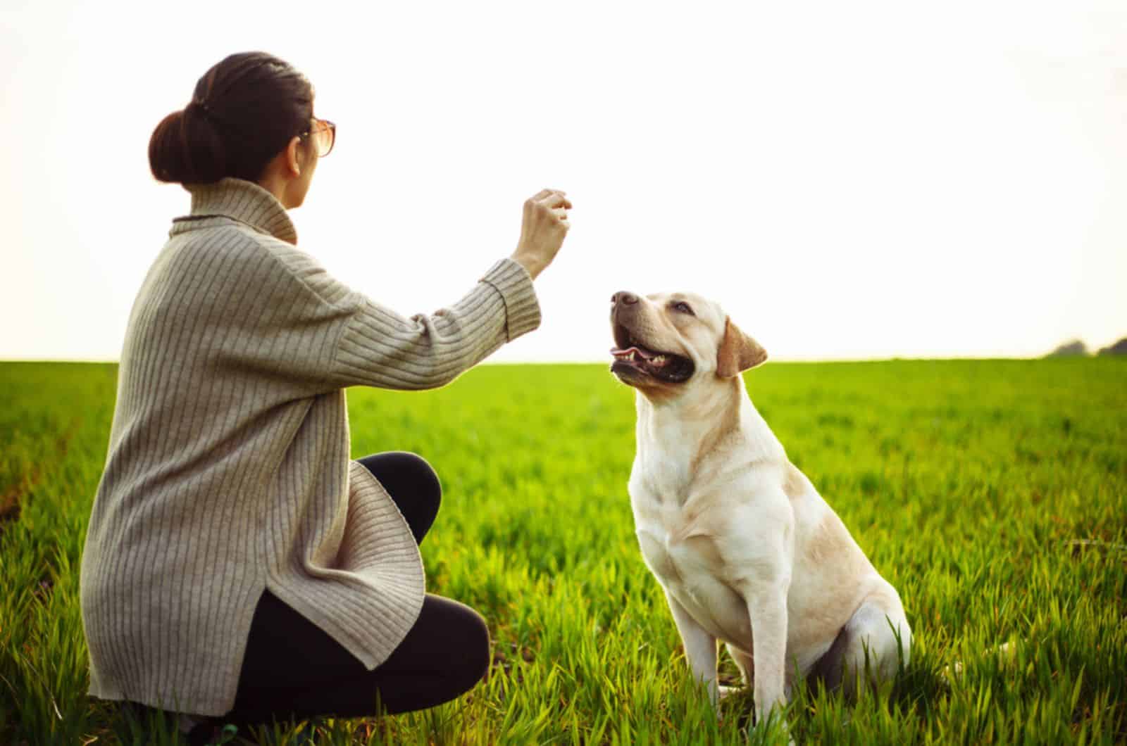 labrador retriever plays with his owner on a green field