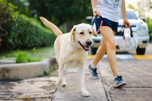 labrador walks on a leash