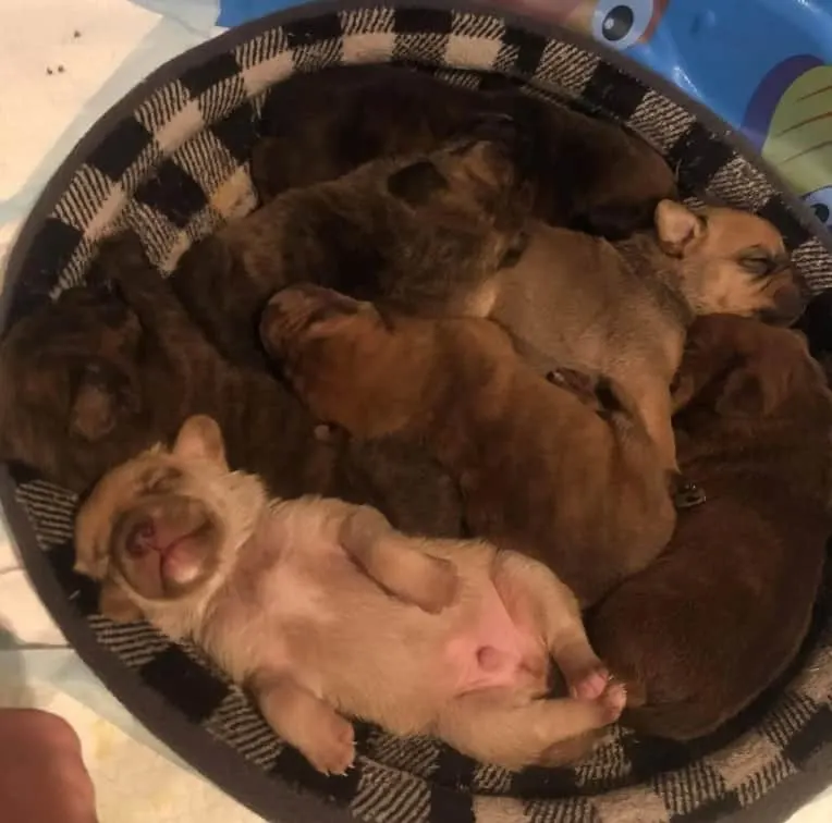 camada de cachorros del perro del refugio de Shelly