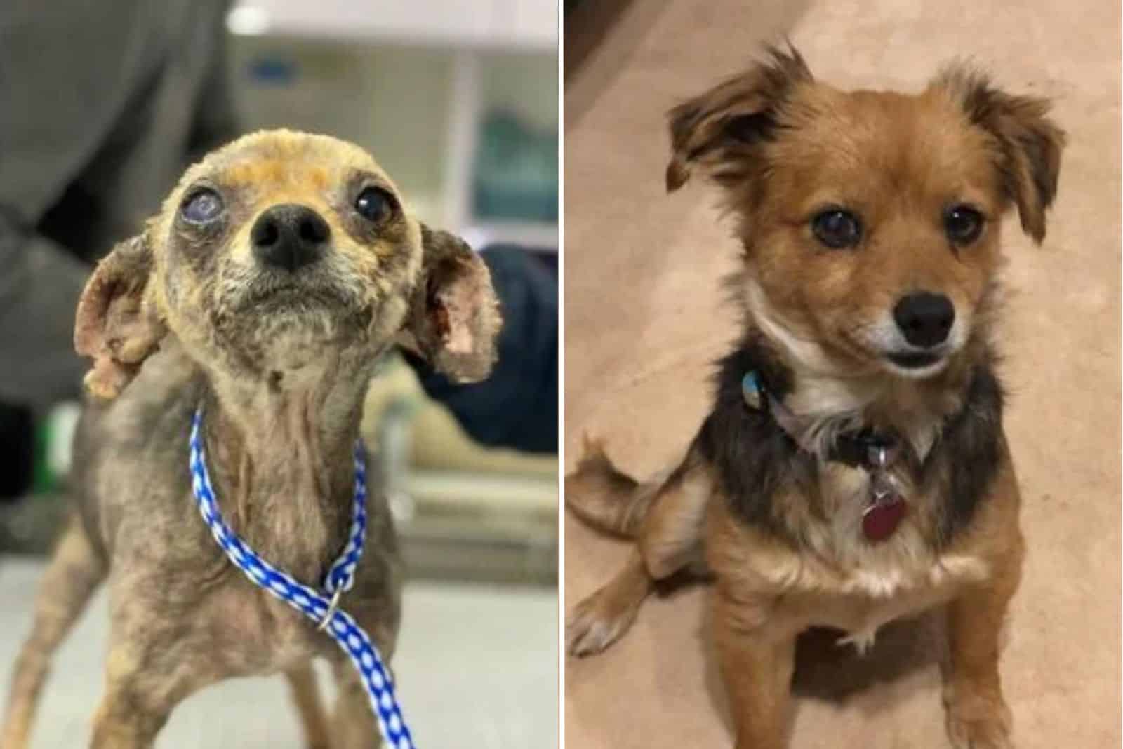 little dog before and after adopiton