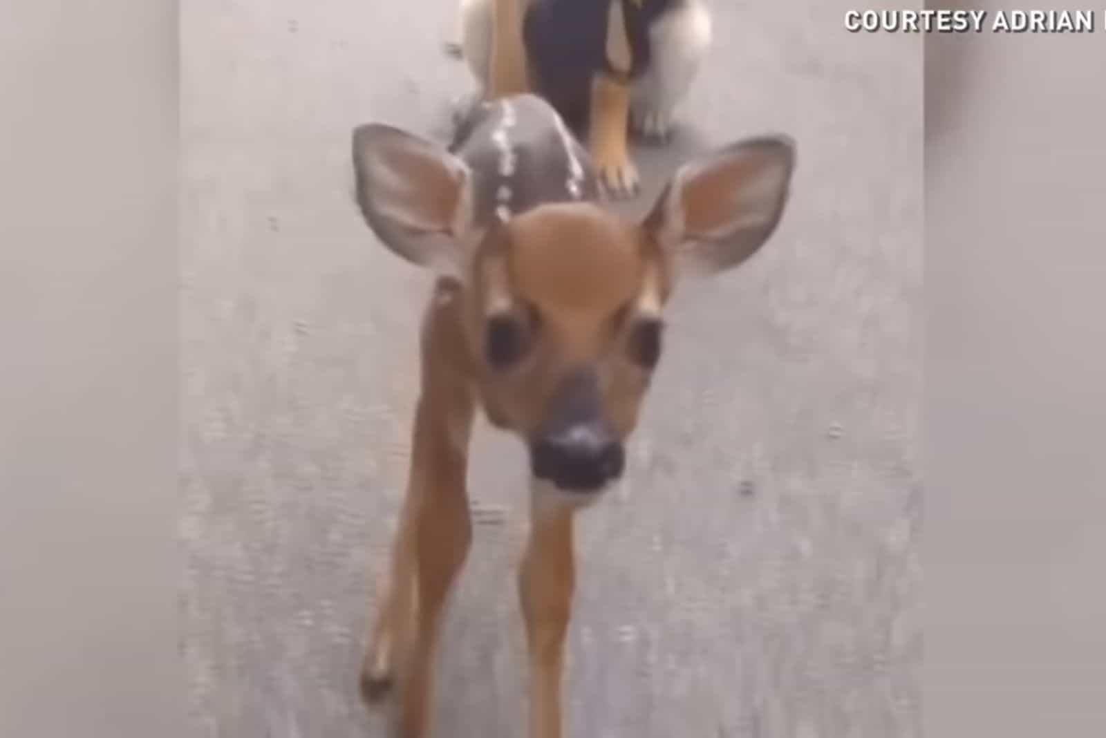 little fawn standing on the road