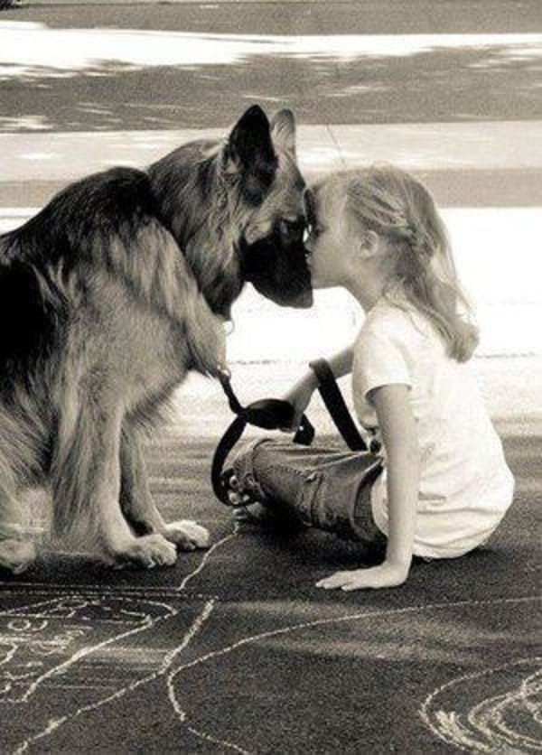 little girl kissing german shepherd in his head