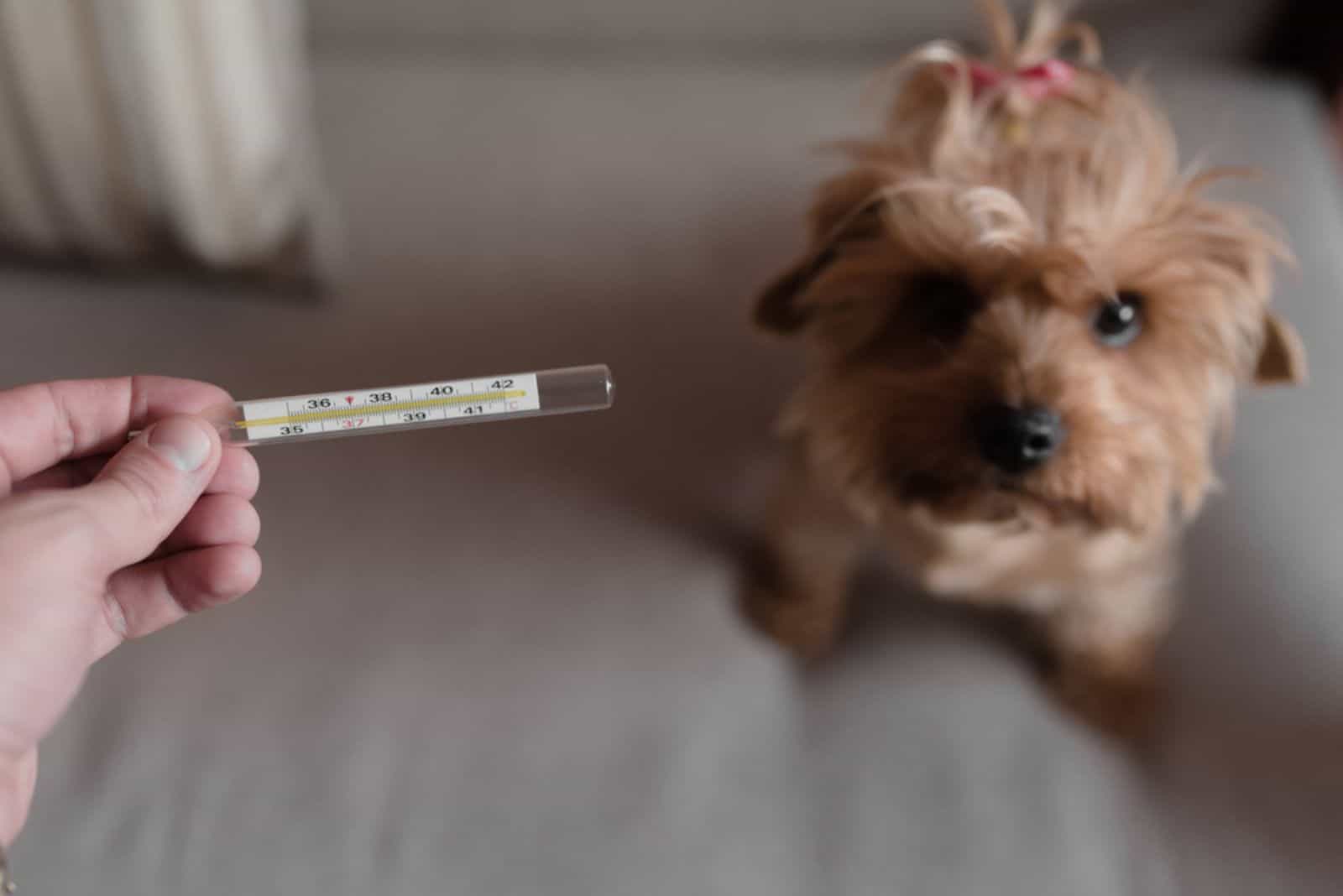 male measuring temperature of his dog sitting on the foor