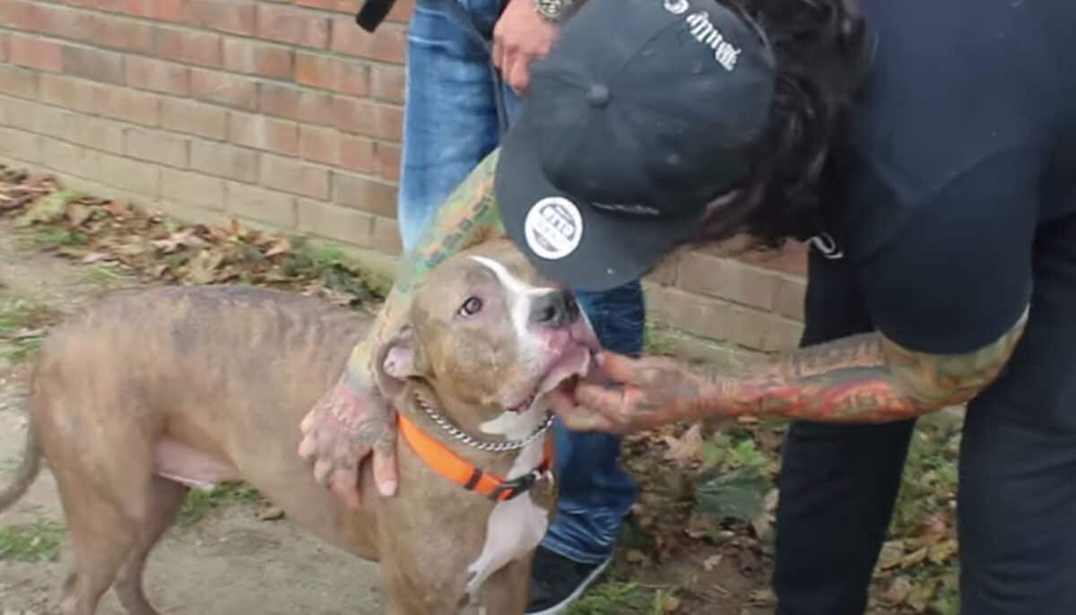 man helping a pitbull