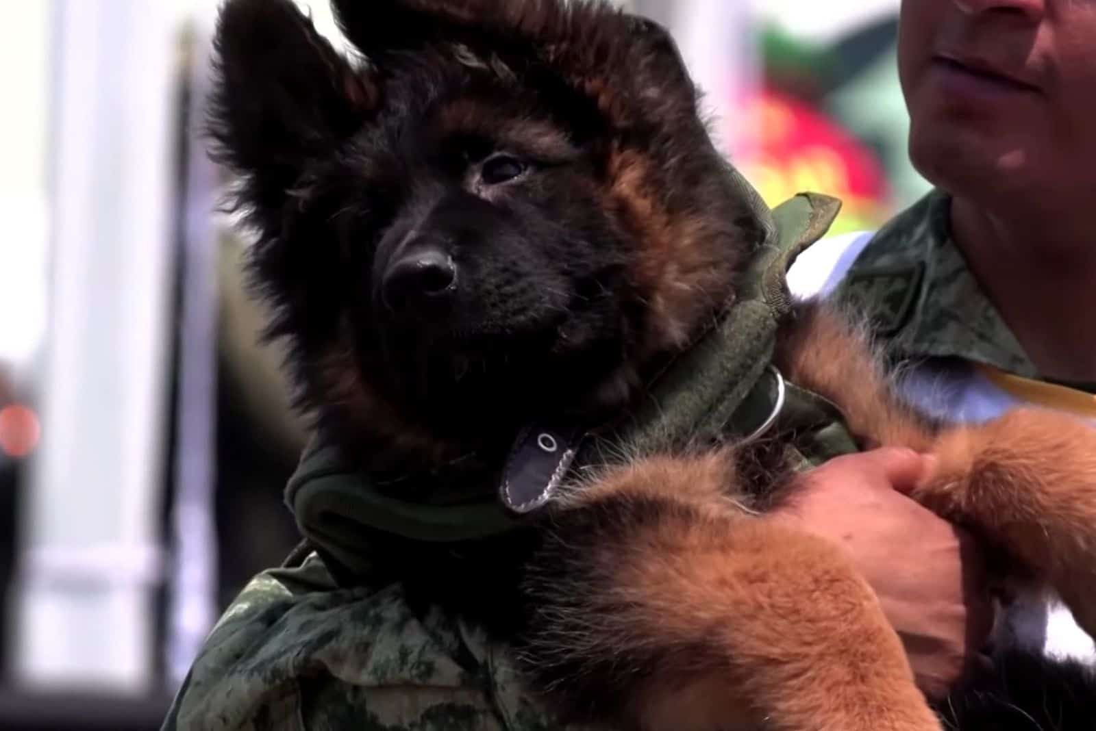 man holding german shepherd puppy