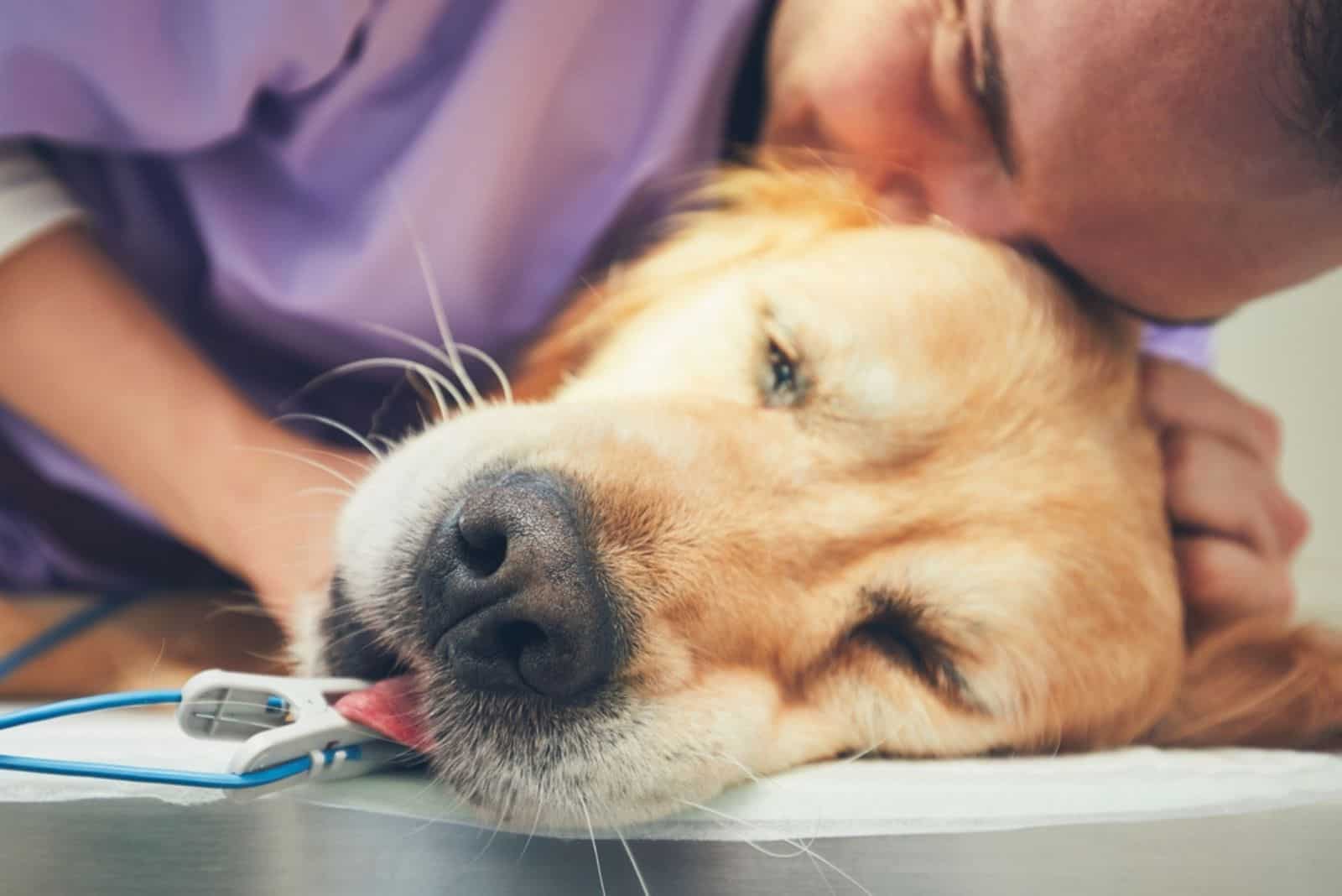 man hugging golden retriever in animal hospital