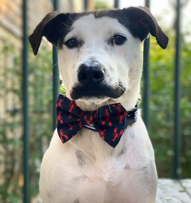 mongrel dog with a ribbon around the neck