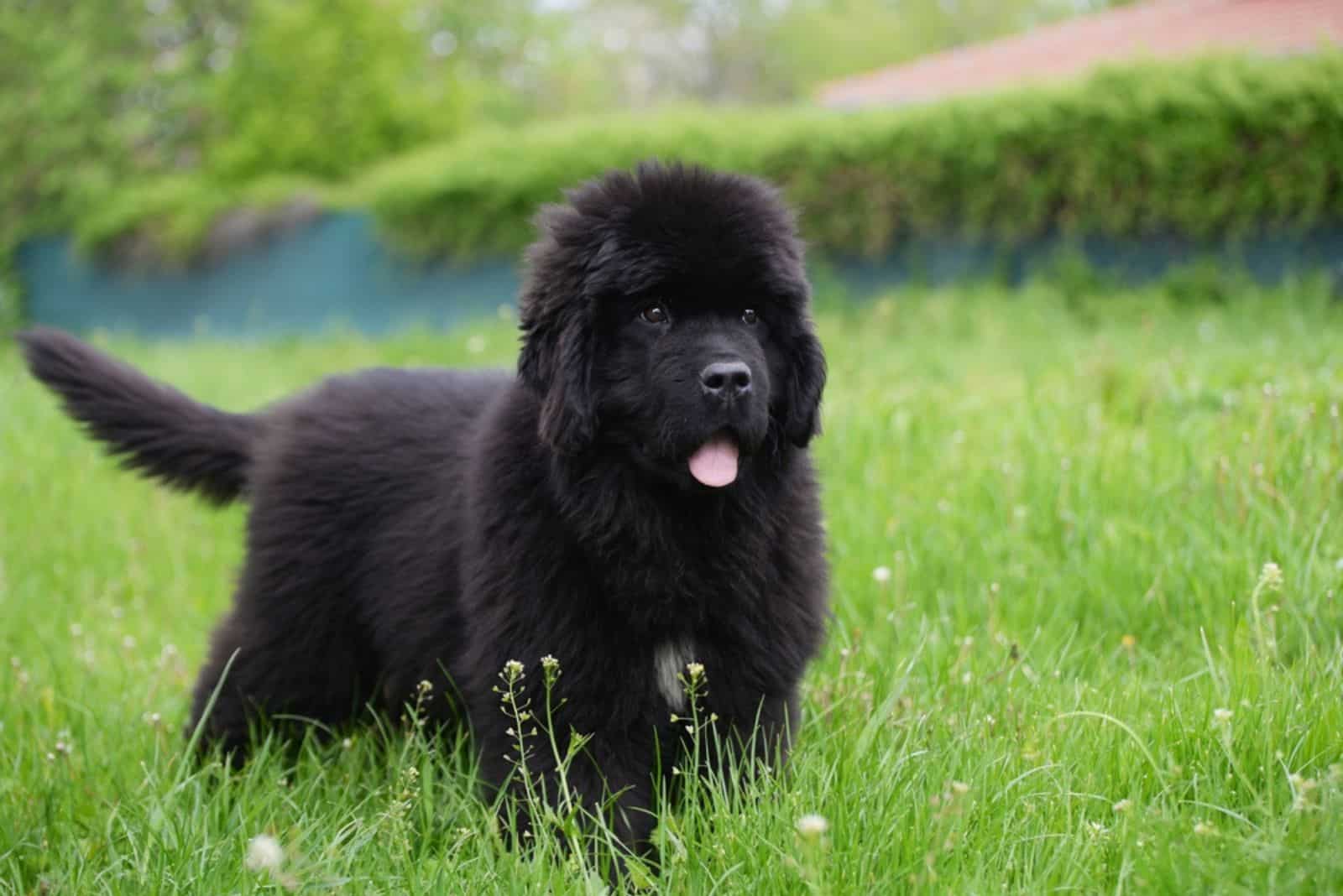 newfoundland dog standing in the grass