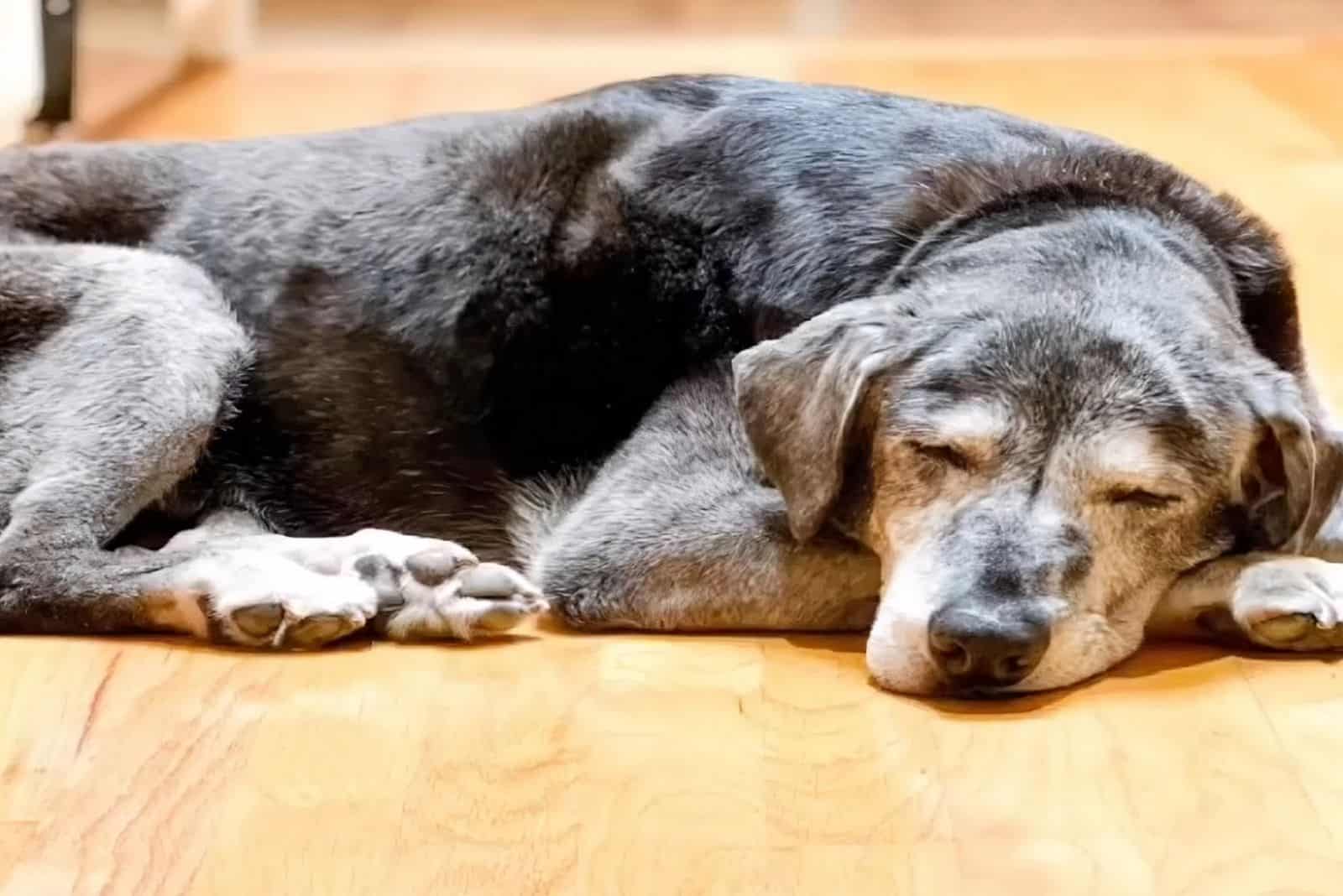 old dog sleeping on the floor