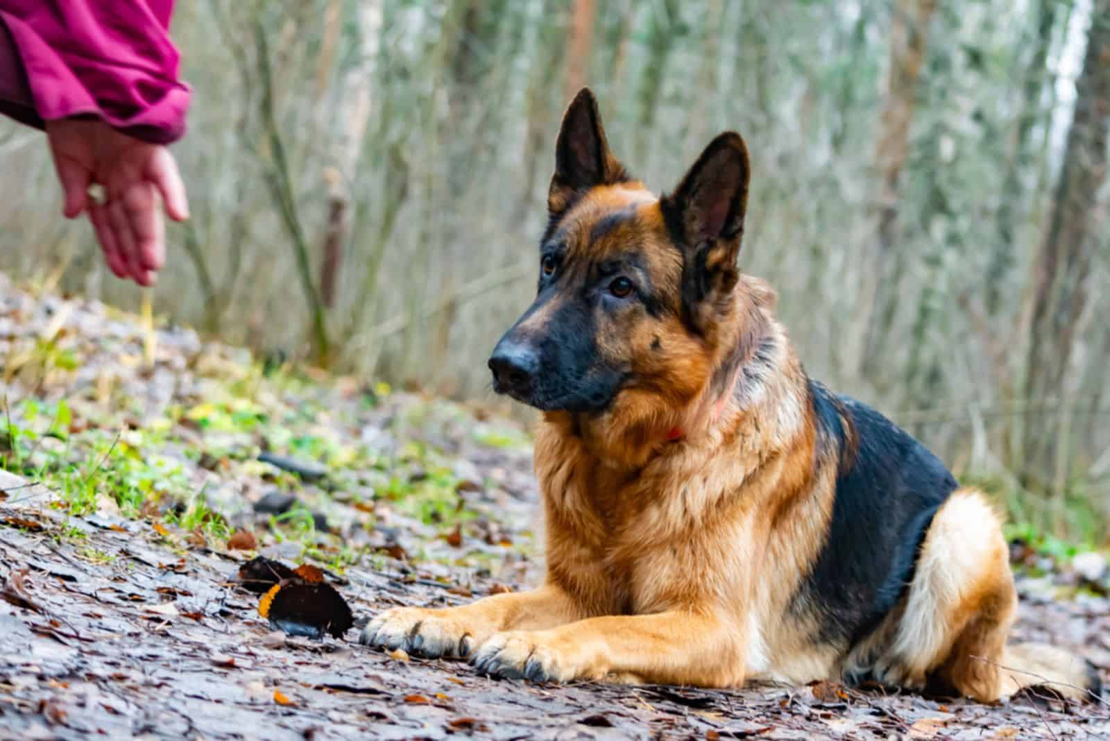 old german shepherd dog lying on the ground and looking at owner's hand
