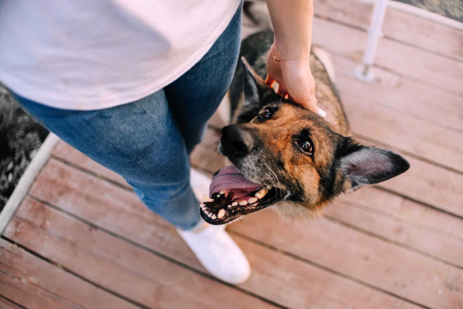 owner petting old german shepherd dog outdoors