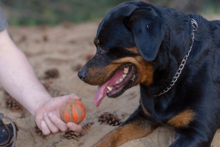 Are Rottweilers Actually The Worst Dogs Ever - Myth Or Reality?