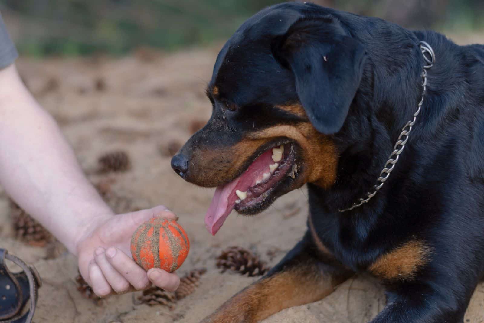 owner playing with his rottweiler dog in the sand