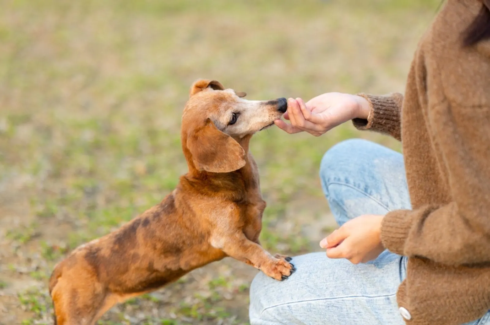 pet owner gives her dachshund dog a treat in the park