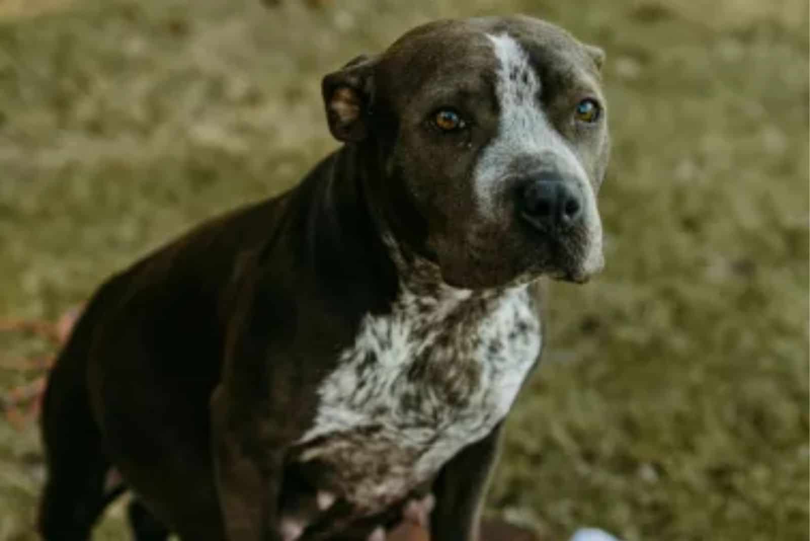 photo of Adira the rescue dog