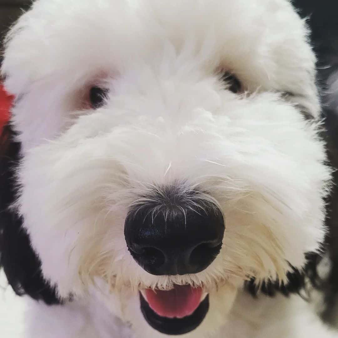 photo of Bayley, the real-life Snoopy look-alike
