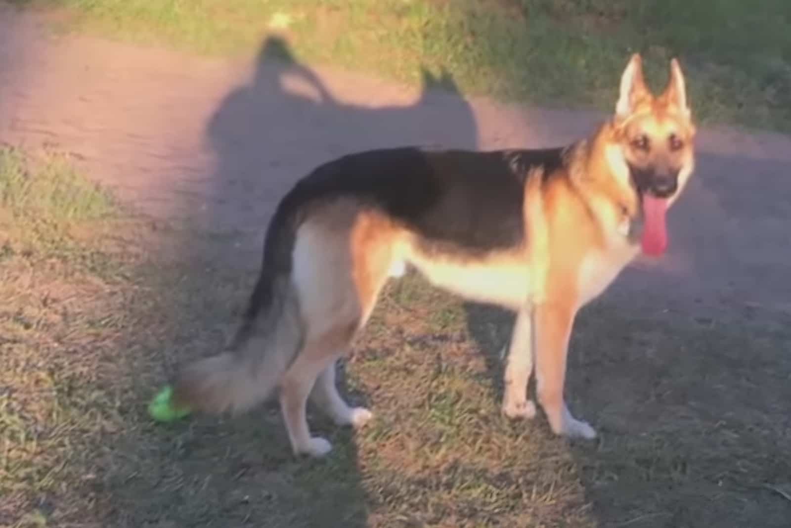 photo of Haus, the brave GSD who saved a girl from a snake