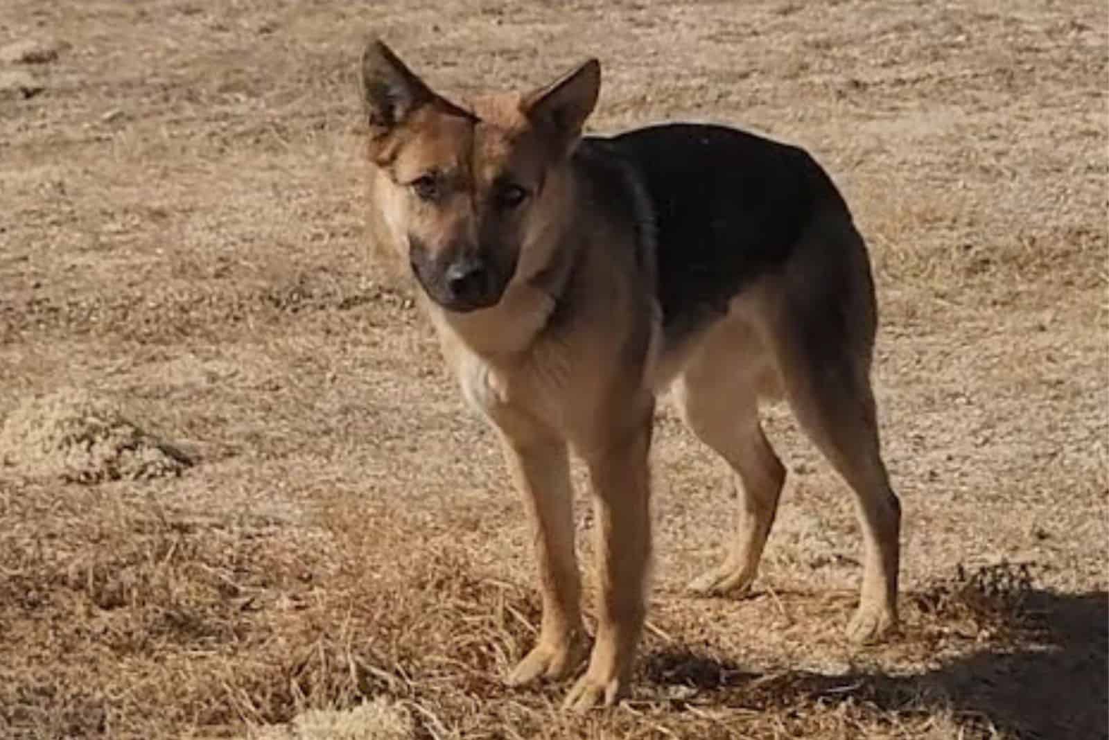 photo of a german shepherd in the desert