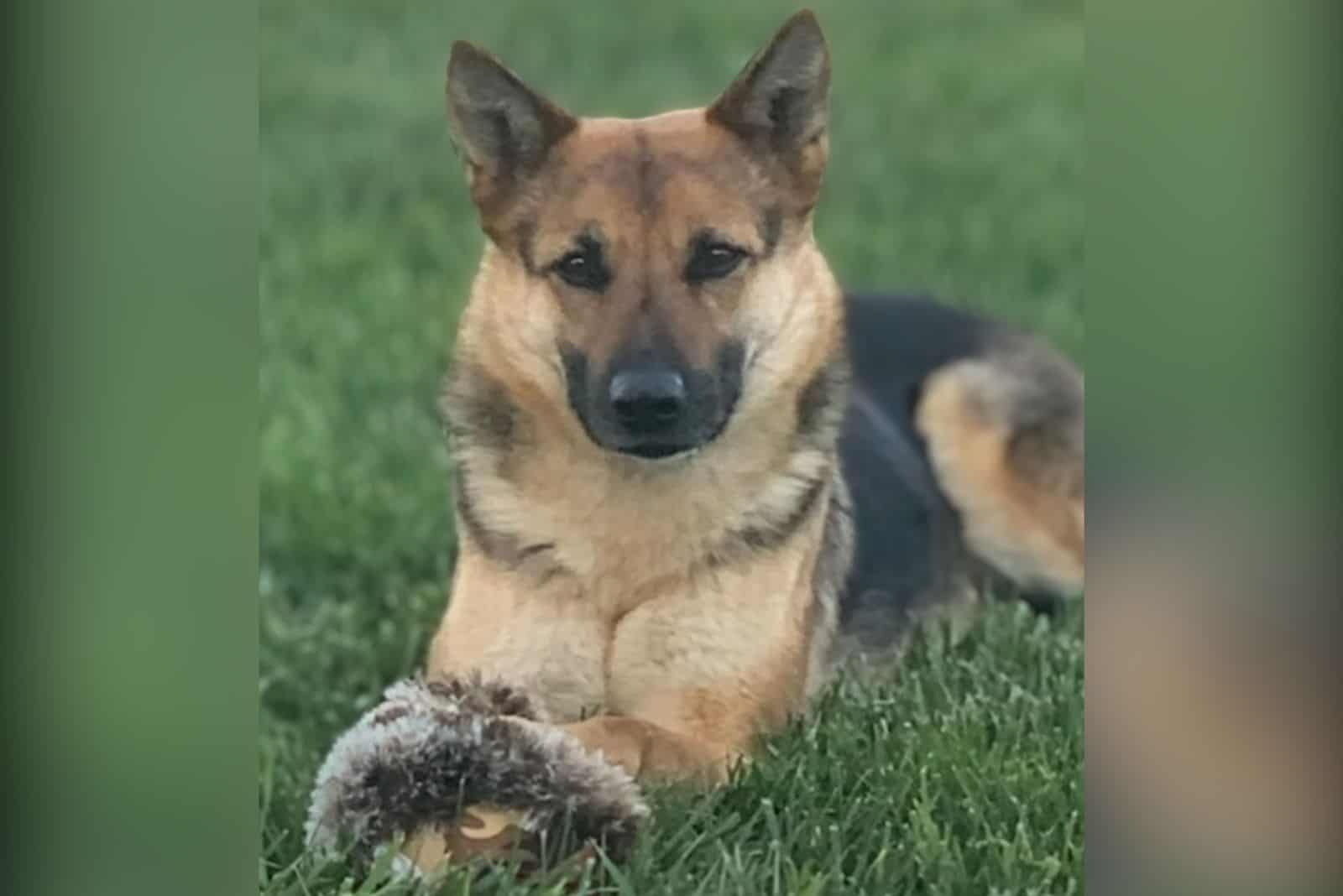 photo of a happy transformed german shepherd
