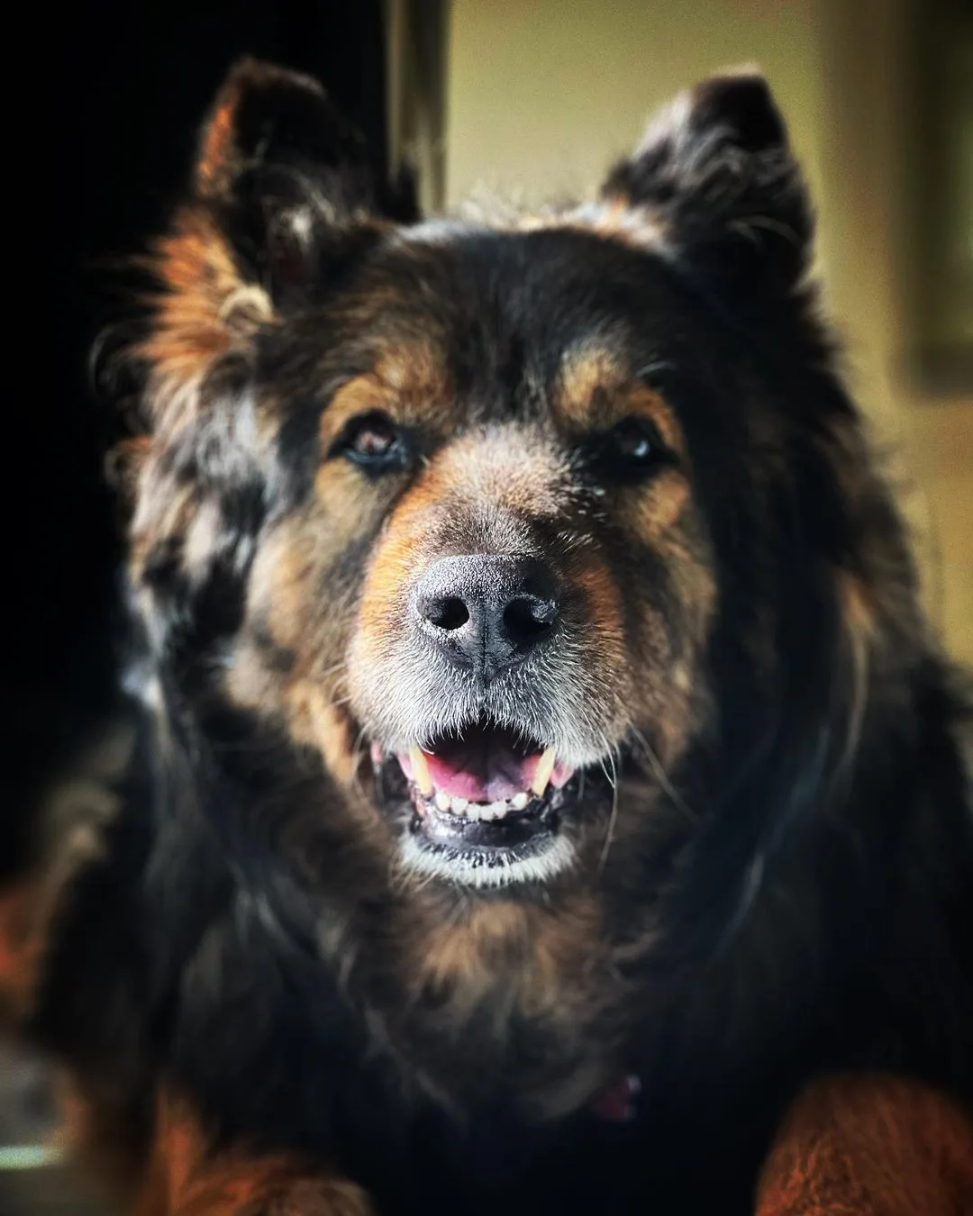 photo of a long haired shepkita