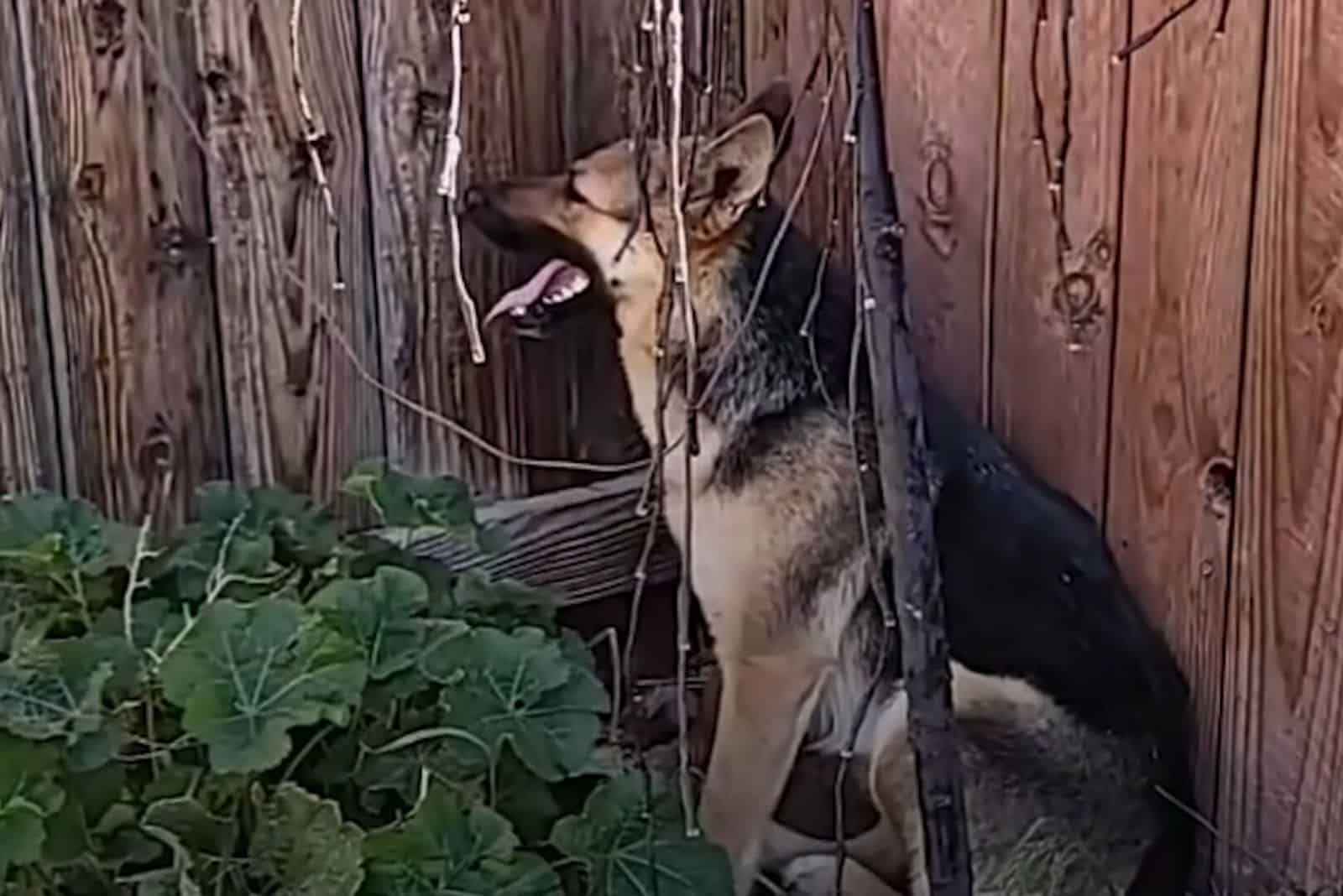 photo of a malnourished german shepherd, weighing only 38 lbs
