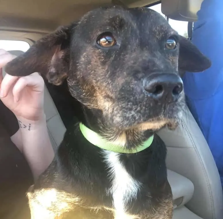 foto de otro perro salvado del refugio
