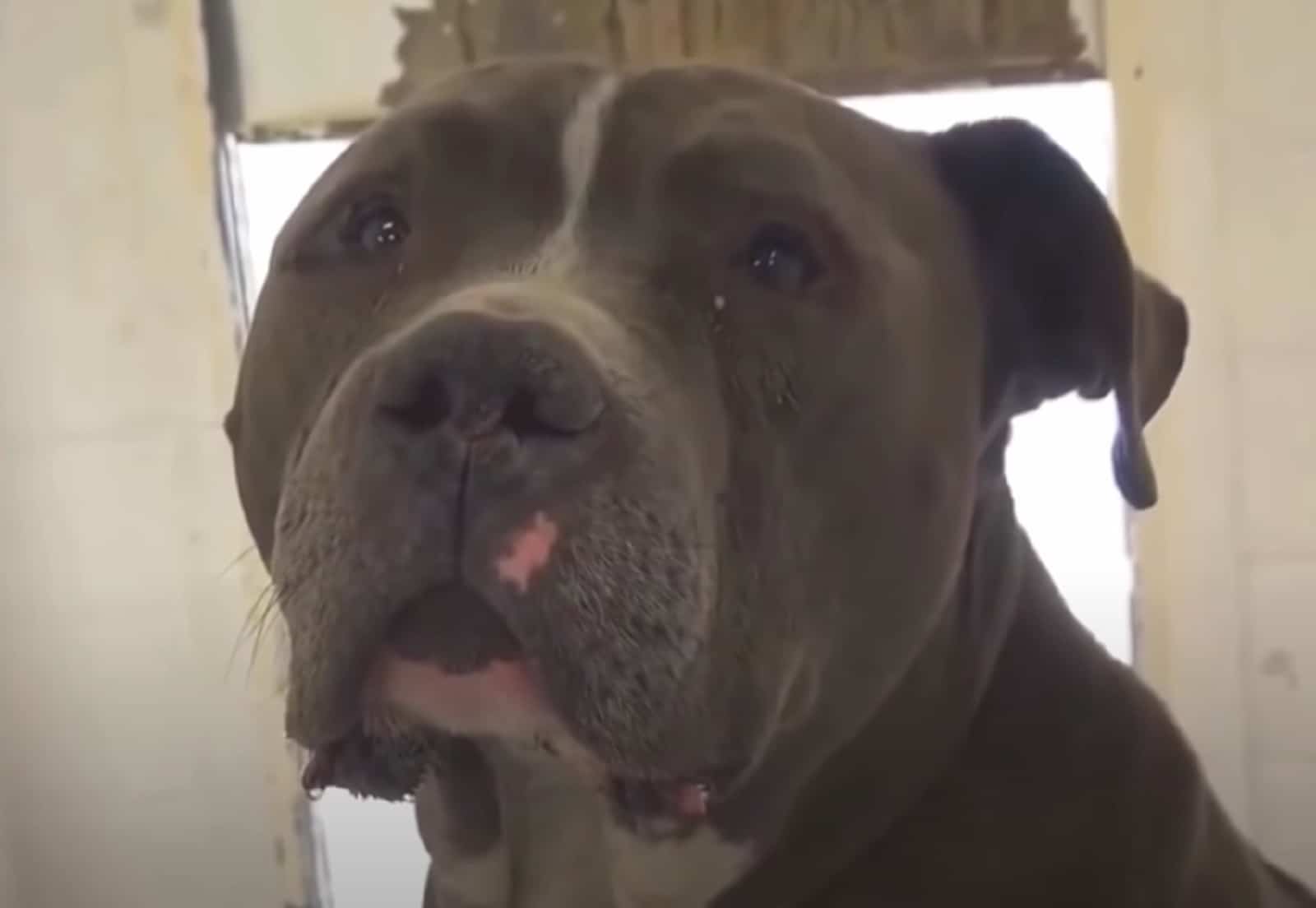 photo of blue the pitbull with sad expression
