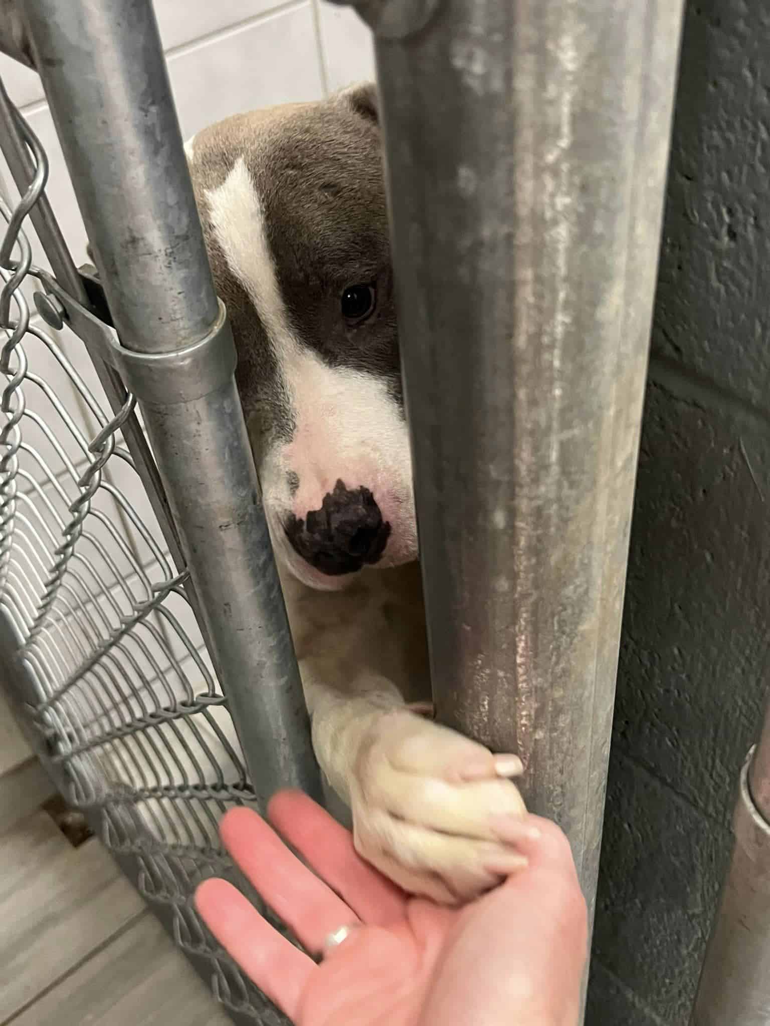 photo of eden sticking her paws through kennel bars