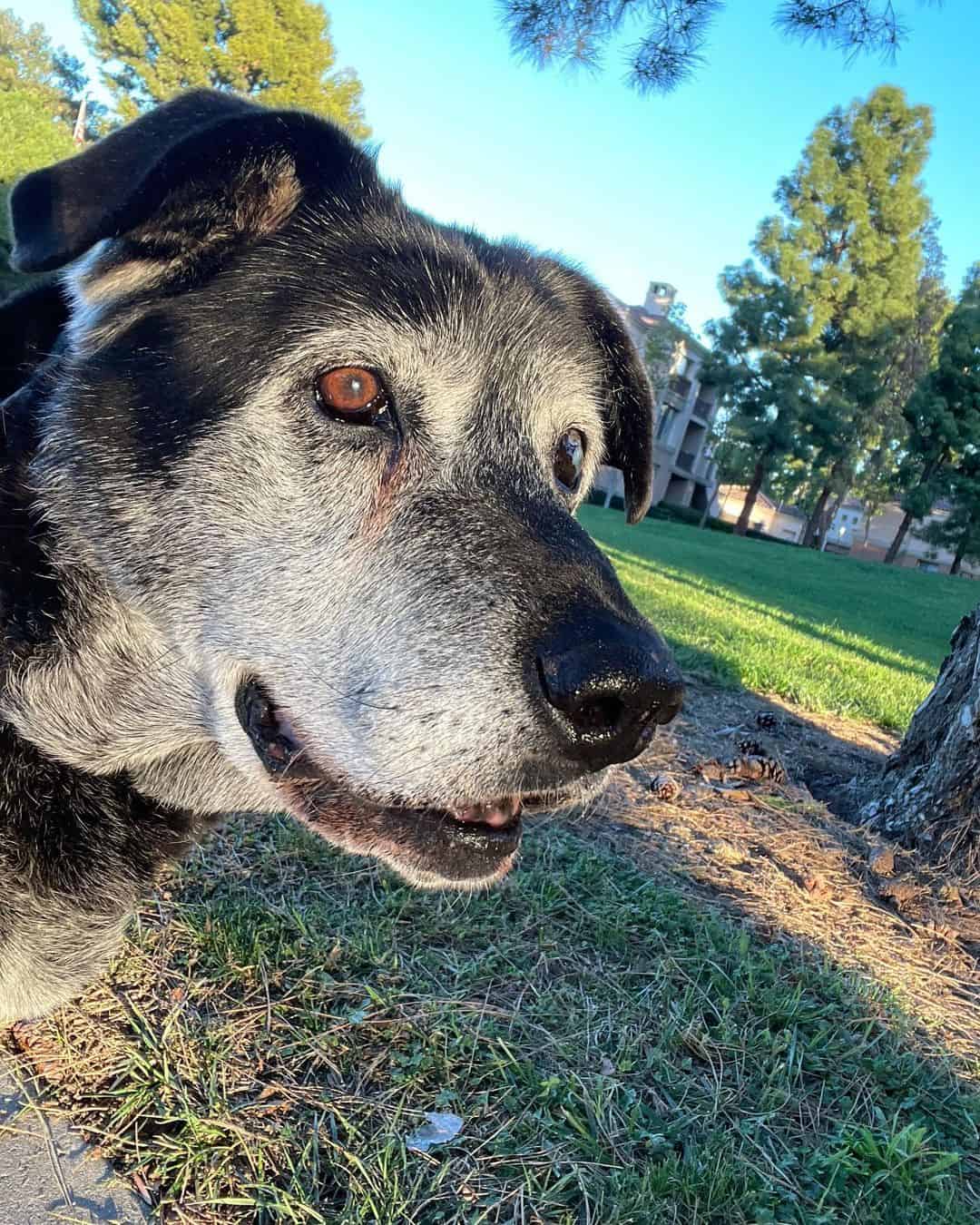 photo of henry at his last months of life