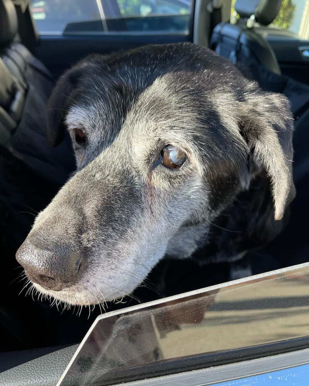 photo of henry the senior dog