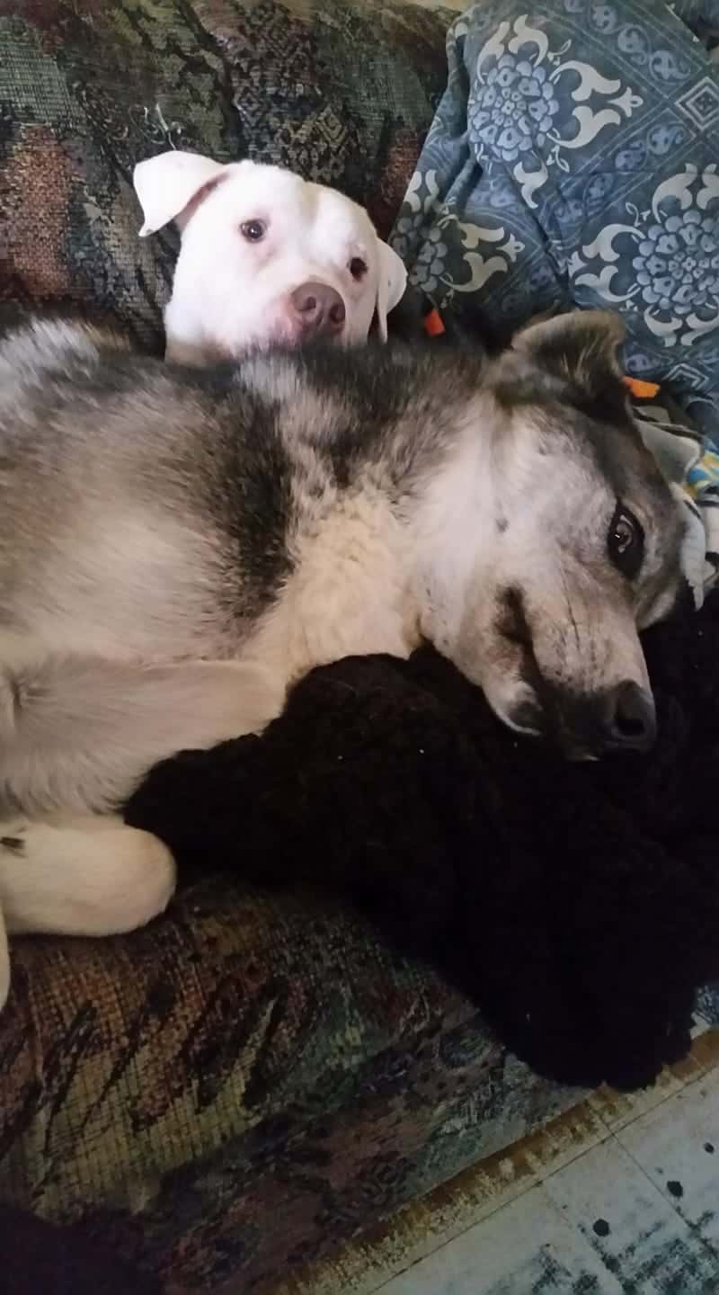 photo of mojo cuddling with another dog at home