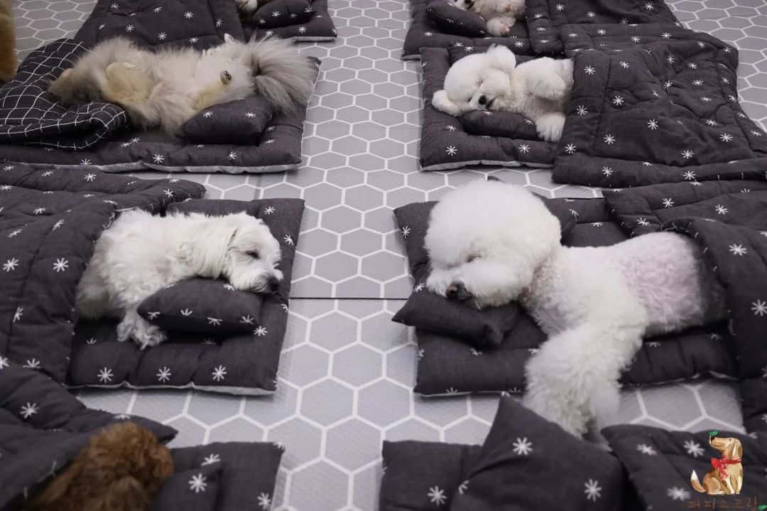 photo of puppies at daycare
