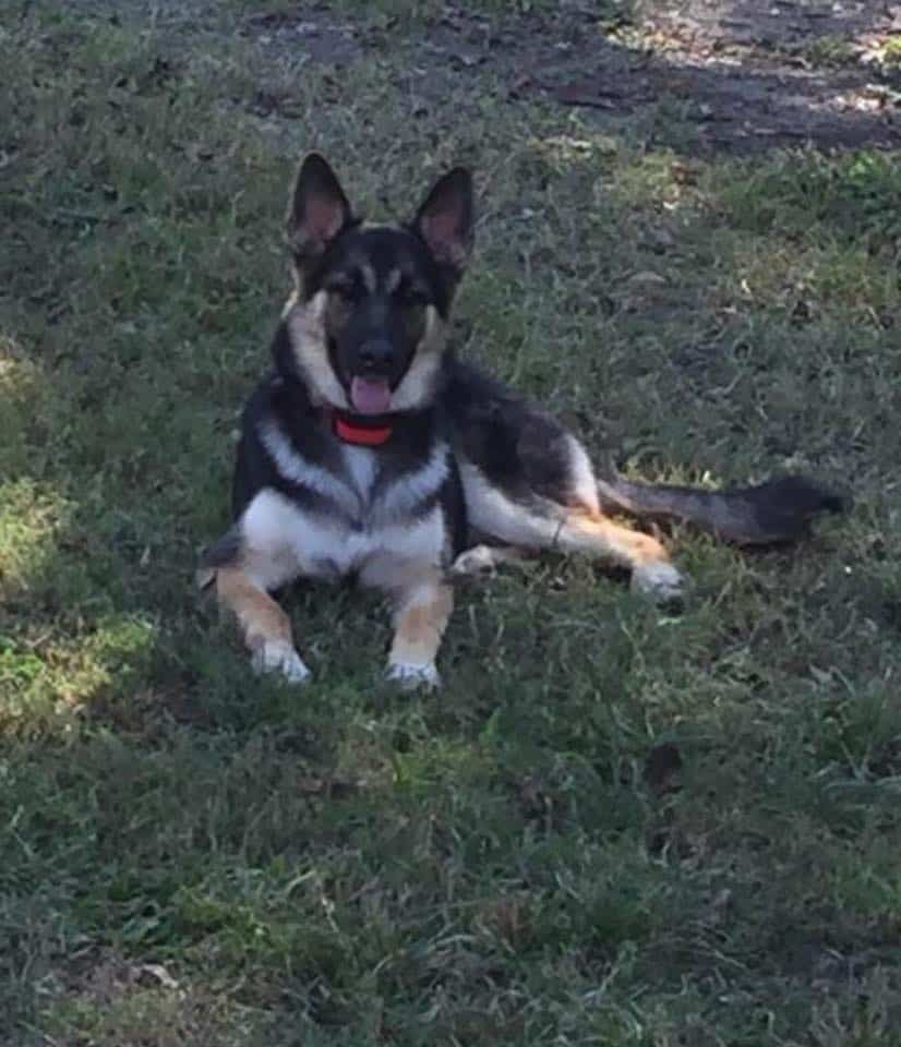 photo of sheba the gsd