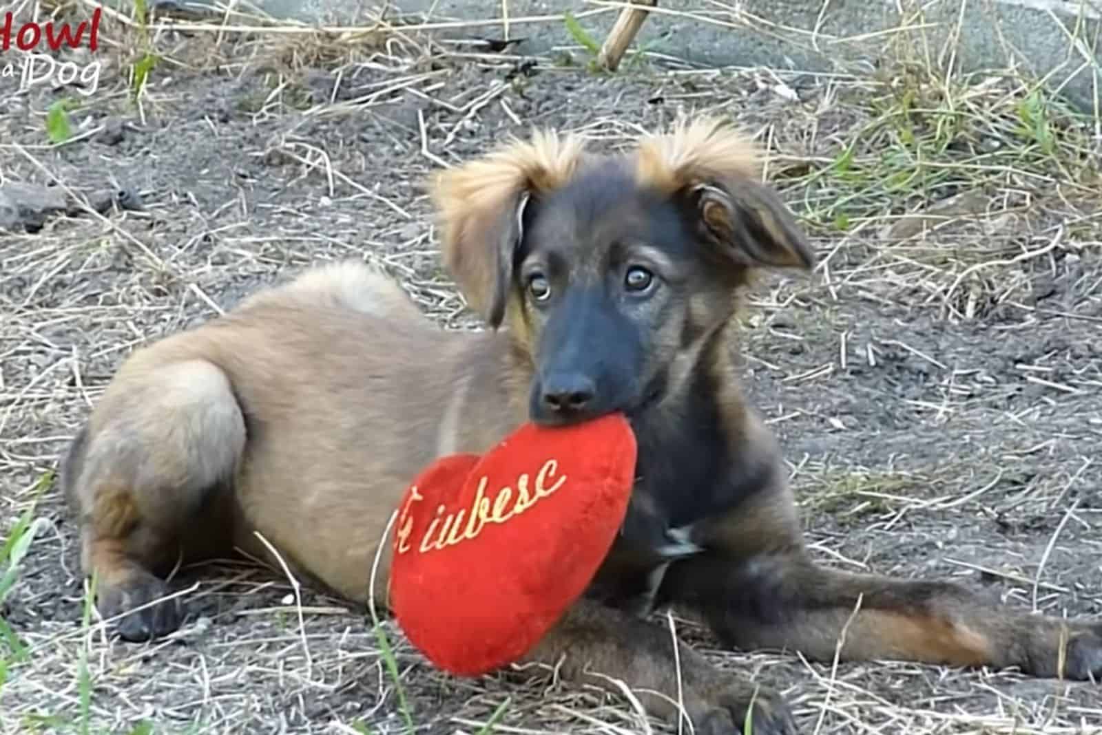 photo of zoey chewing on a heart pillow