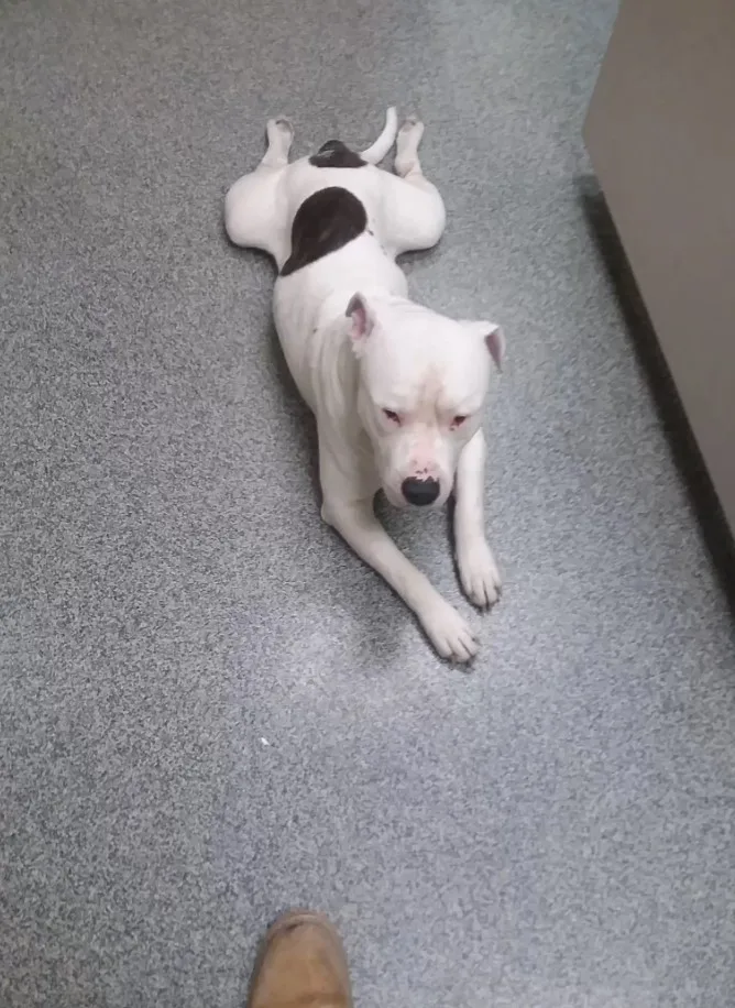 pitbull está tirado en el pavimento