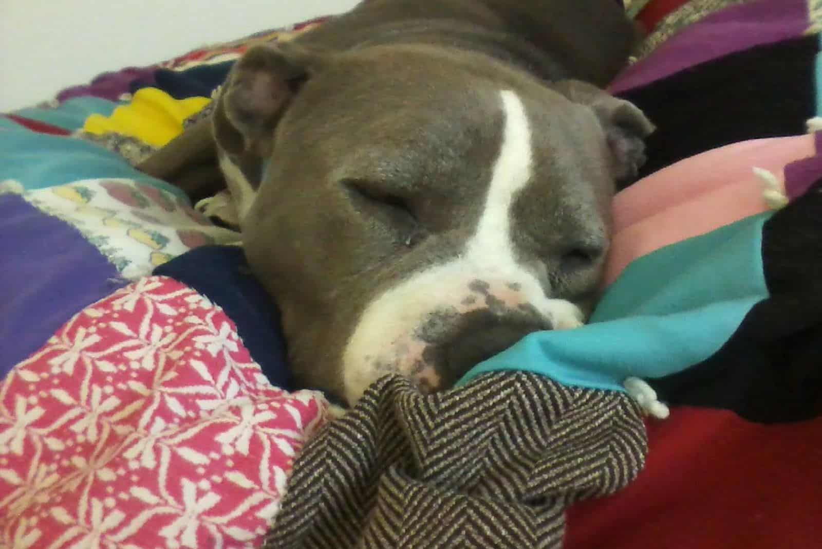 pitbull dog sleeping