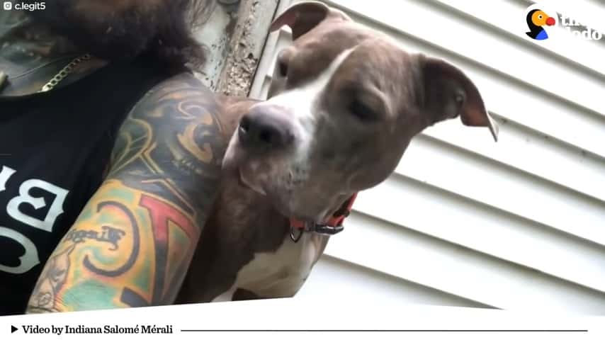 pitbull with tattoed man