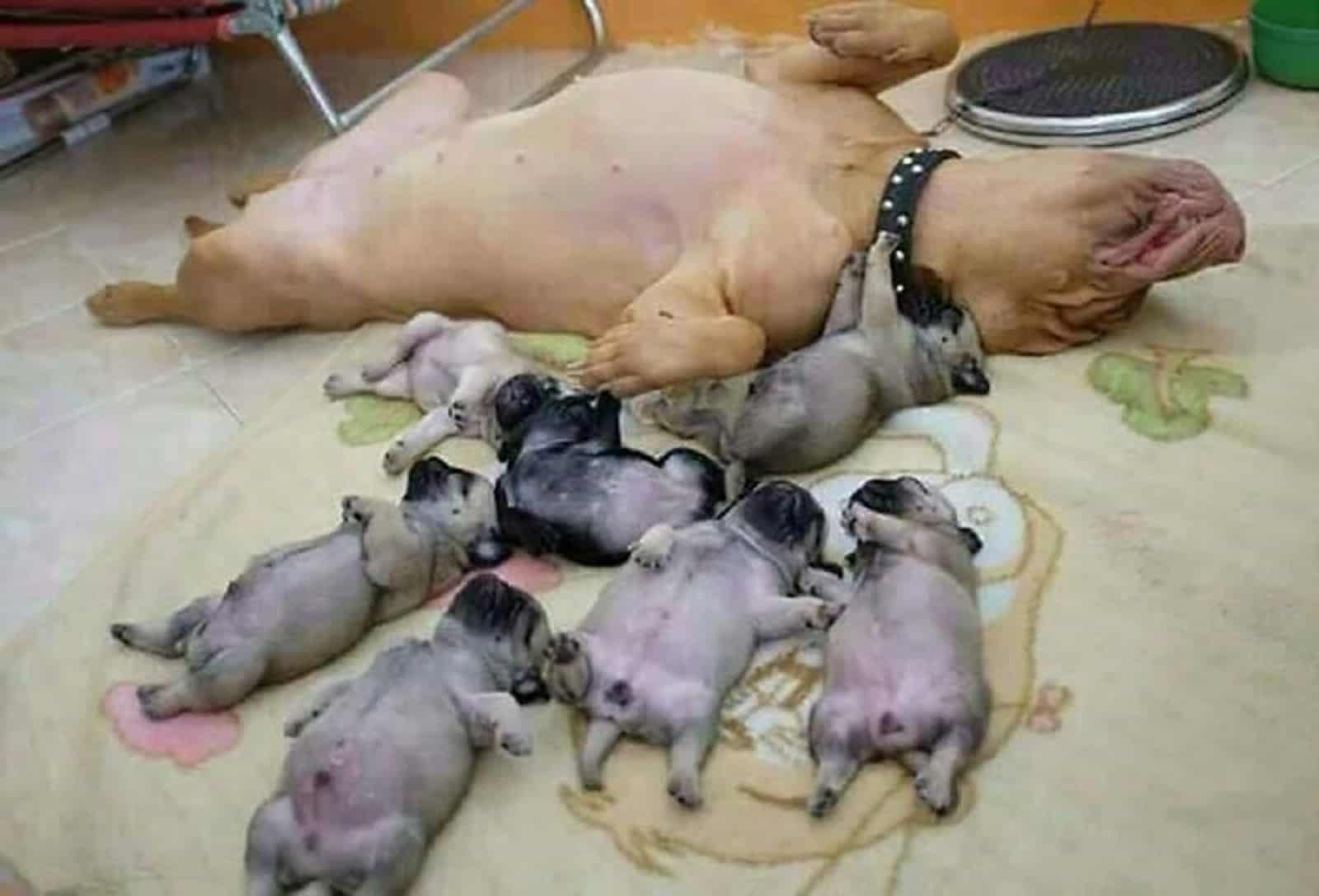 pittie mom and her puppies lying on their back