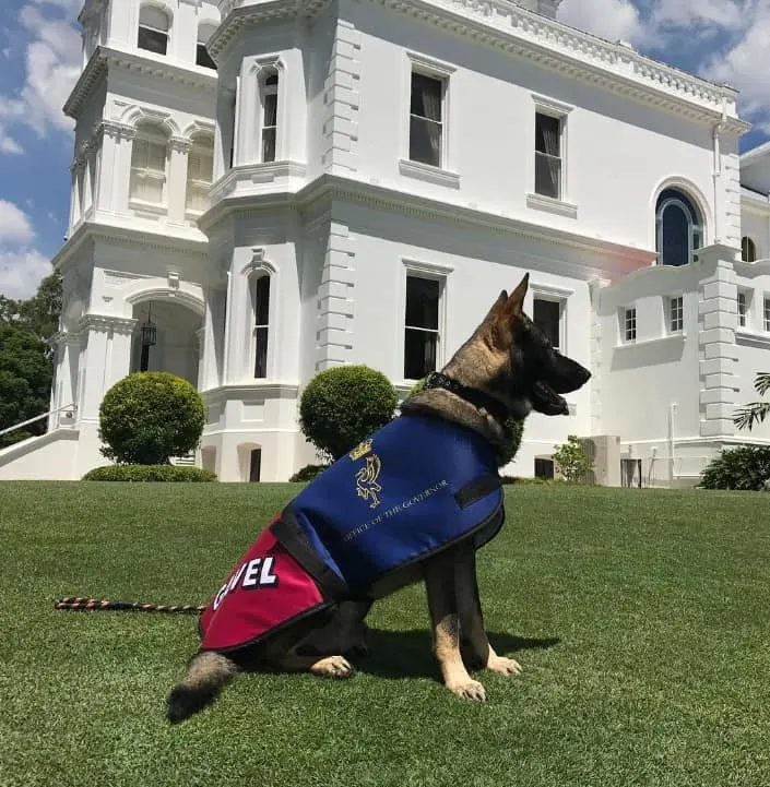 police dog in the garden