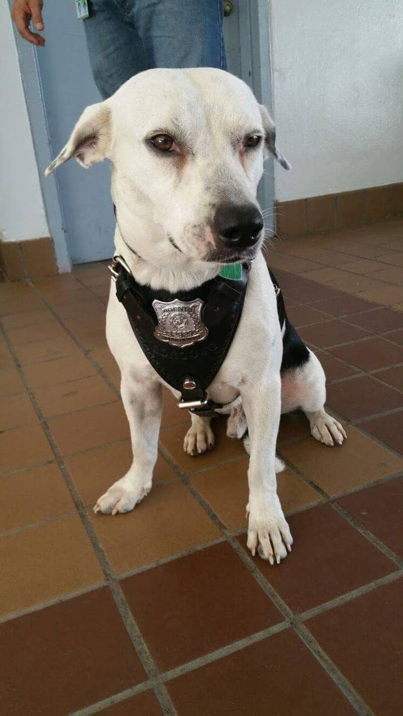 police dog sitting