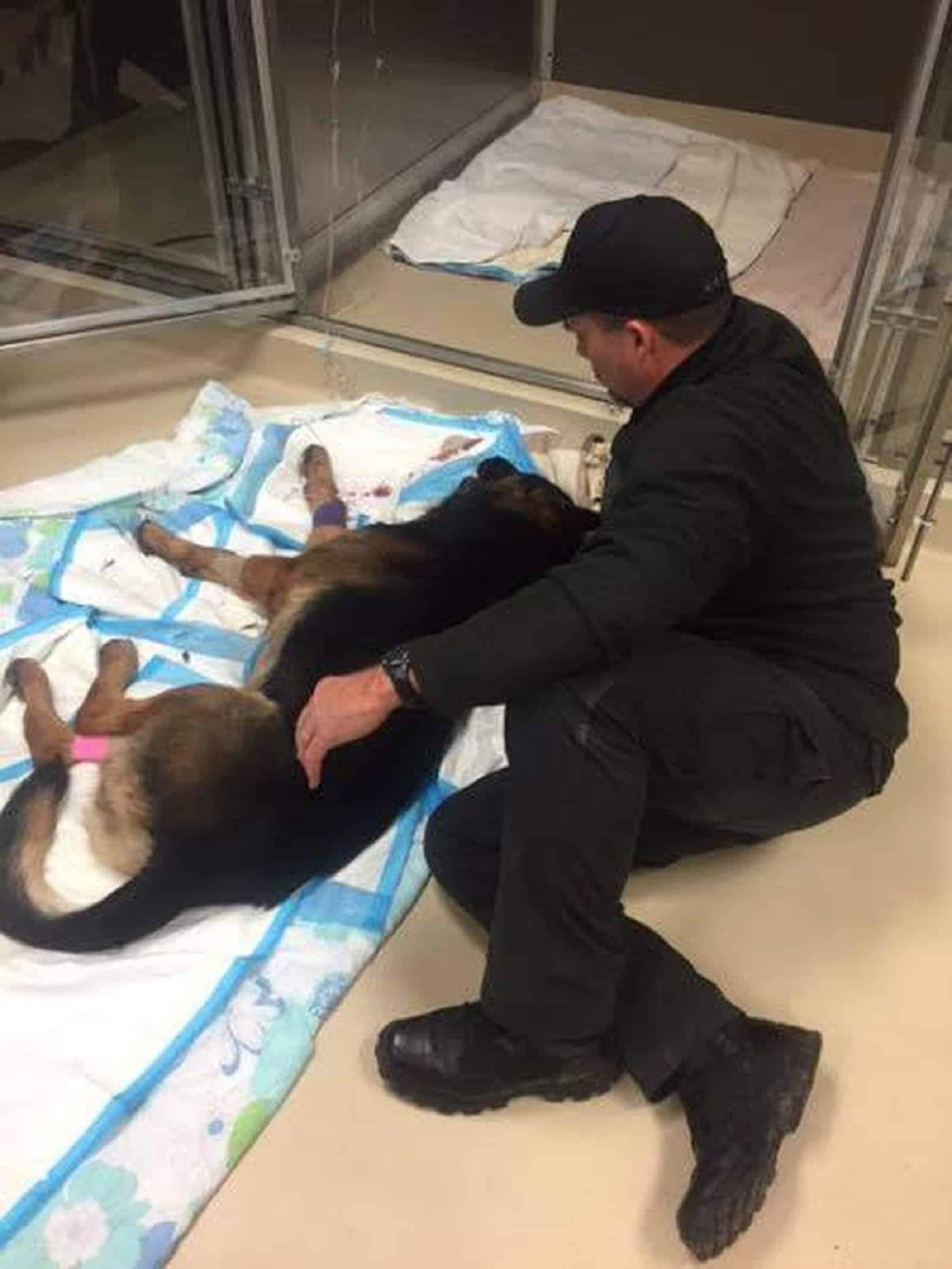 police officer sitting beside german shepherd dog lying on the floor