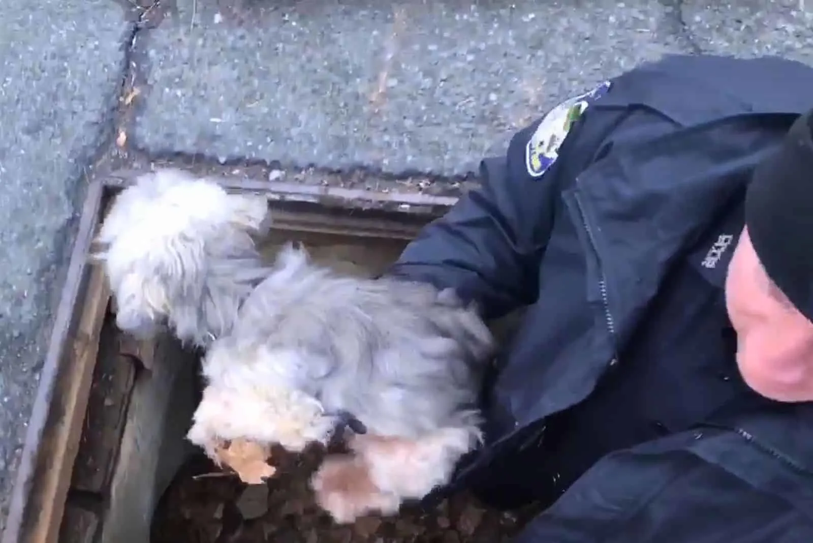 policeman saving little puppy
