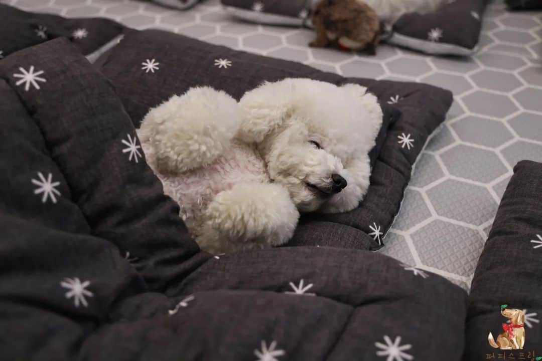 poodle sleeping at daycare