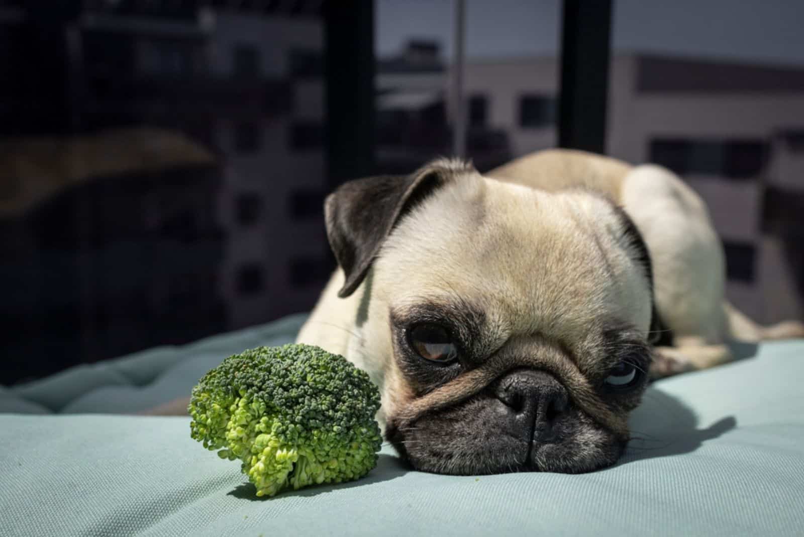 pug dog lying beside broccoli on the sofa