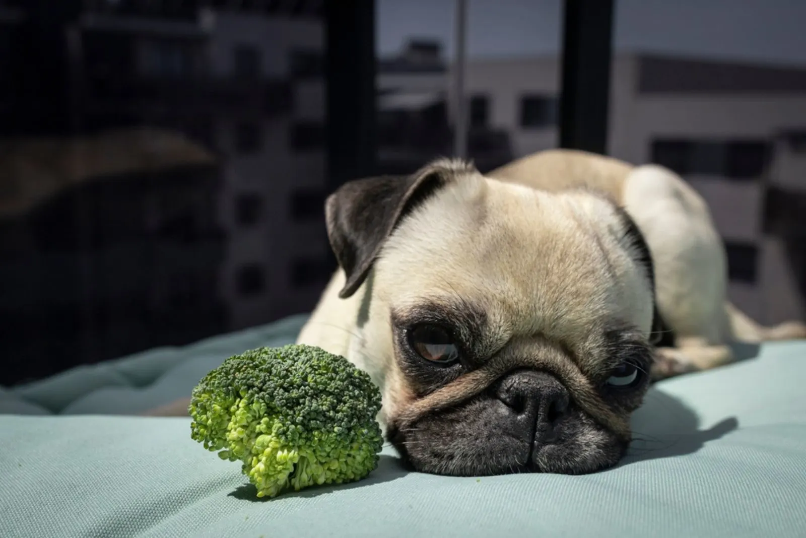 pug dog lying beside broccoli on the sofa
