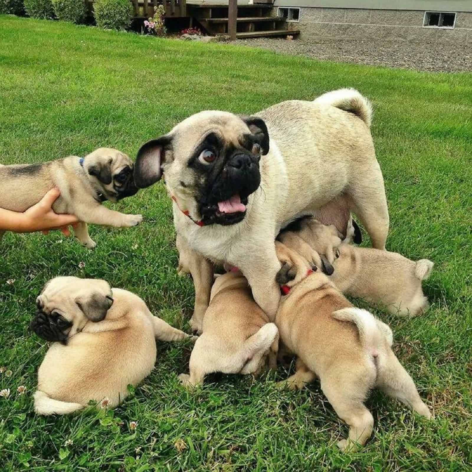 pug mother and her puppies in the yard
